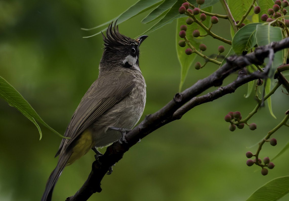 Himalayan Bulbul spotted at The Glide Inn, Junga Shimla