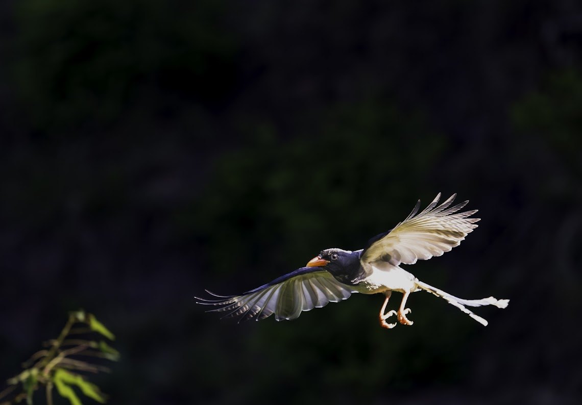Blue Magpie in Flight spotted at The Glide Inn, Junga Shimla