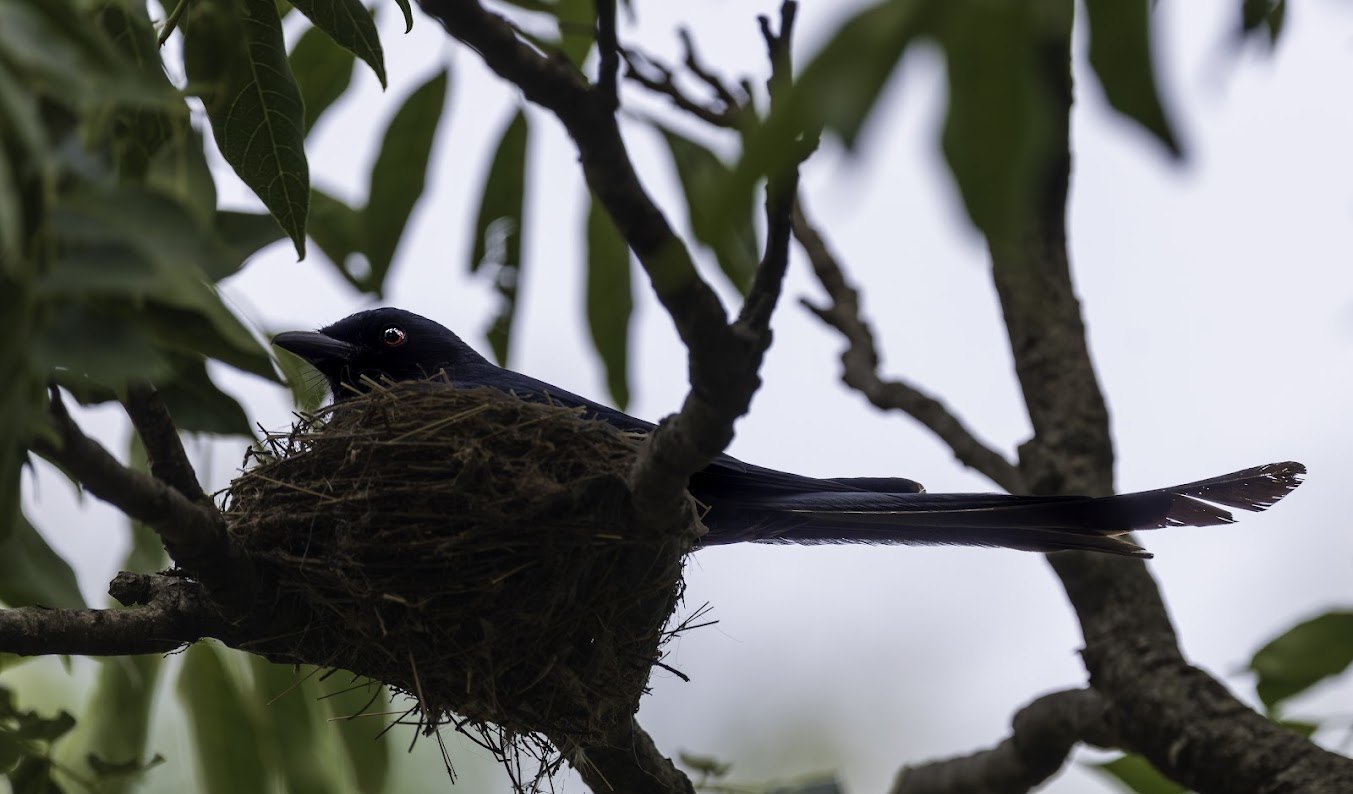 Himalayan Birdlife spotted at The Glide Inn, Junga Shimla