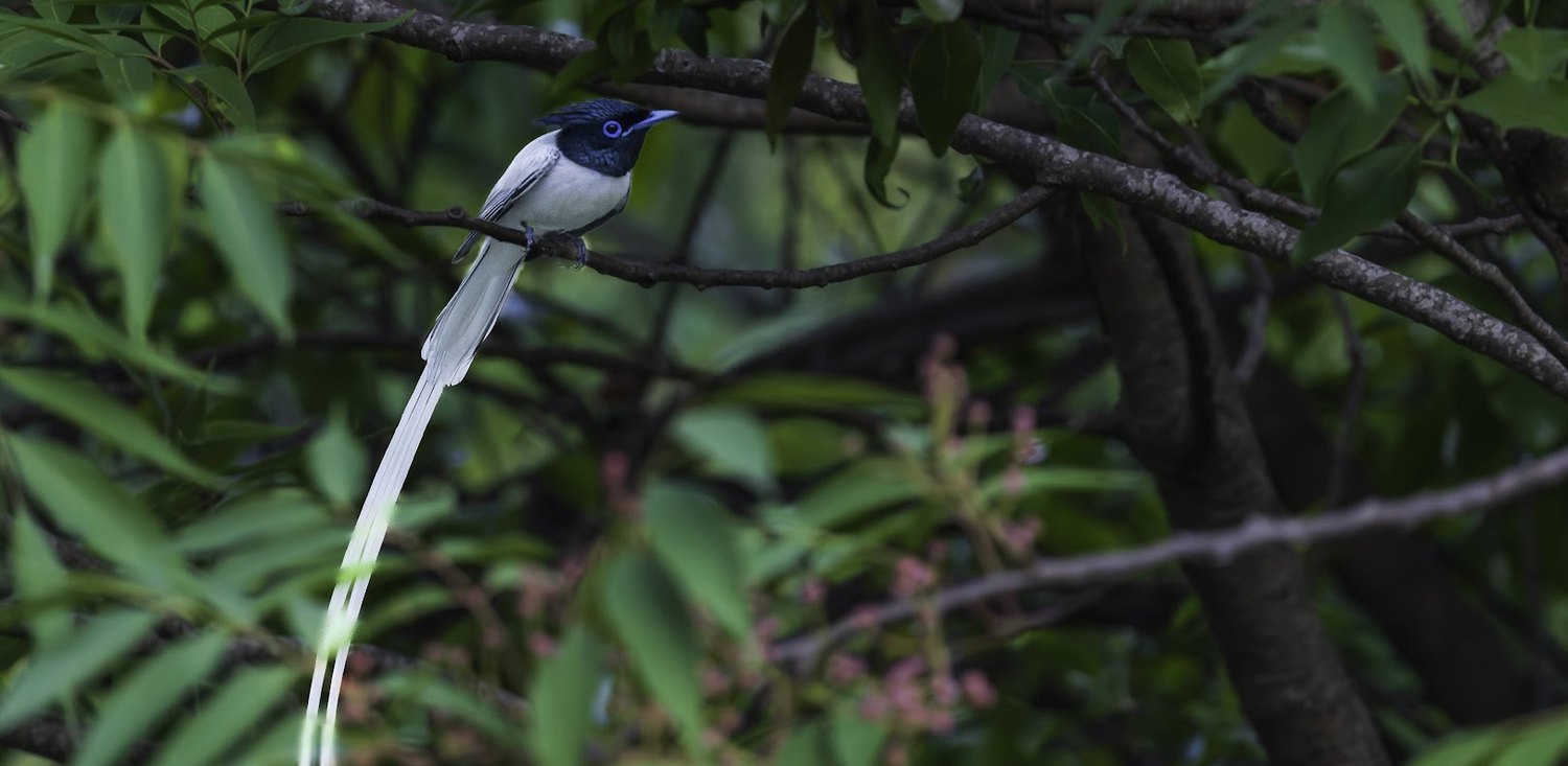 Verditer Flycatcher spotted at The Glide Inn, Junga Shimla