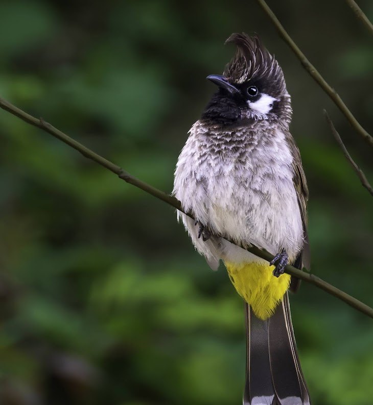 Asian Paradise Flycatcher spotted at The Glide Inn, Junga Shimla
