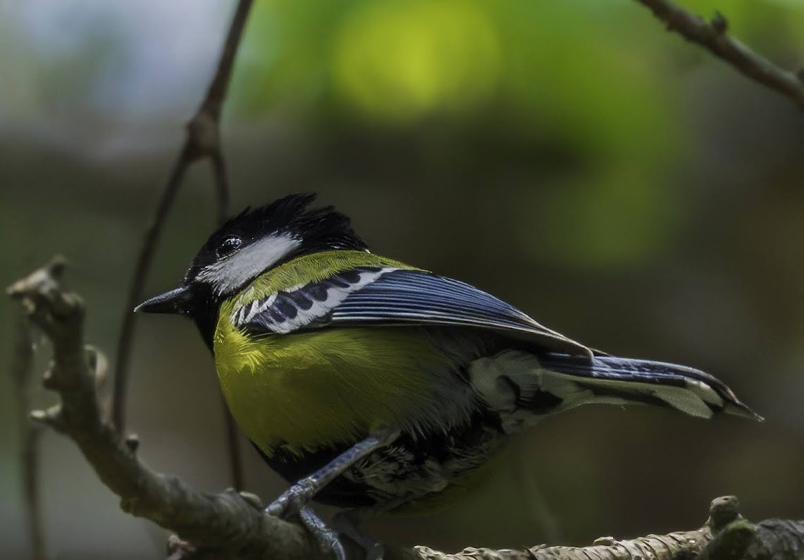 Green-backed Tit spotted at The Glide Inn, Junga Shimla