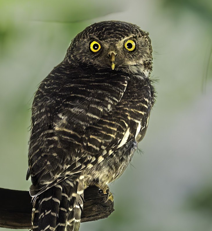 Asian Barred Owlet spotted at The Glide Inn, Junga Shimla