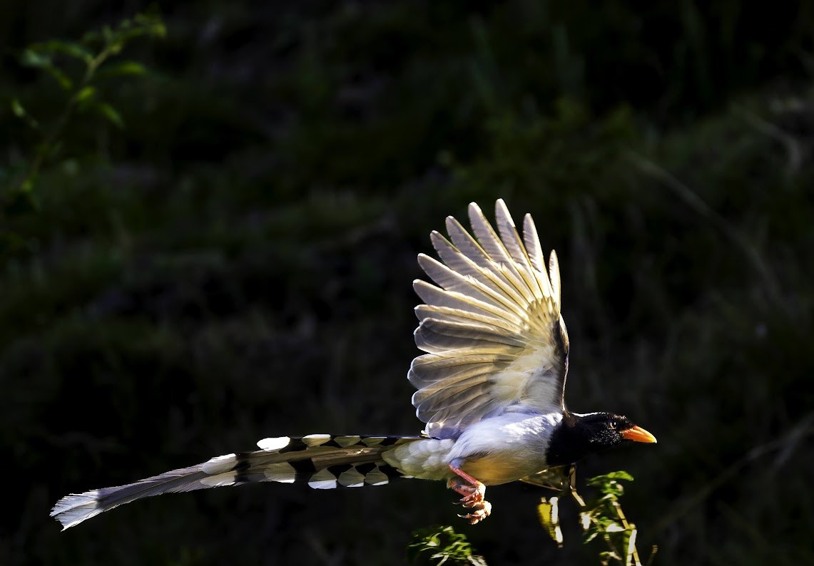Yellow-billed Blue Magpie spotted at The Glide Inn, Junga Shimla