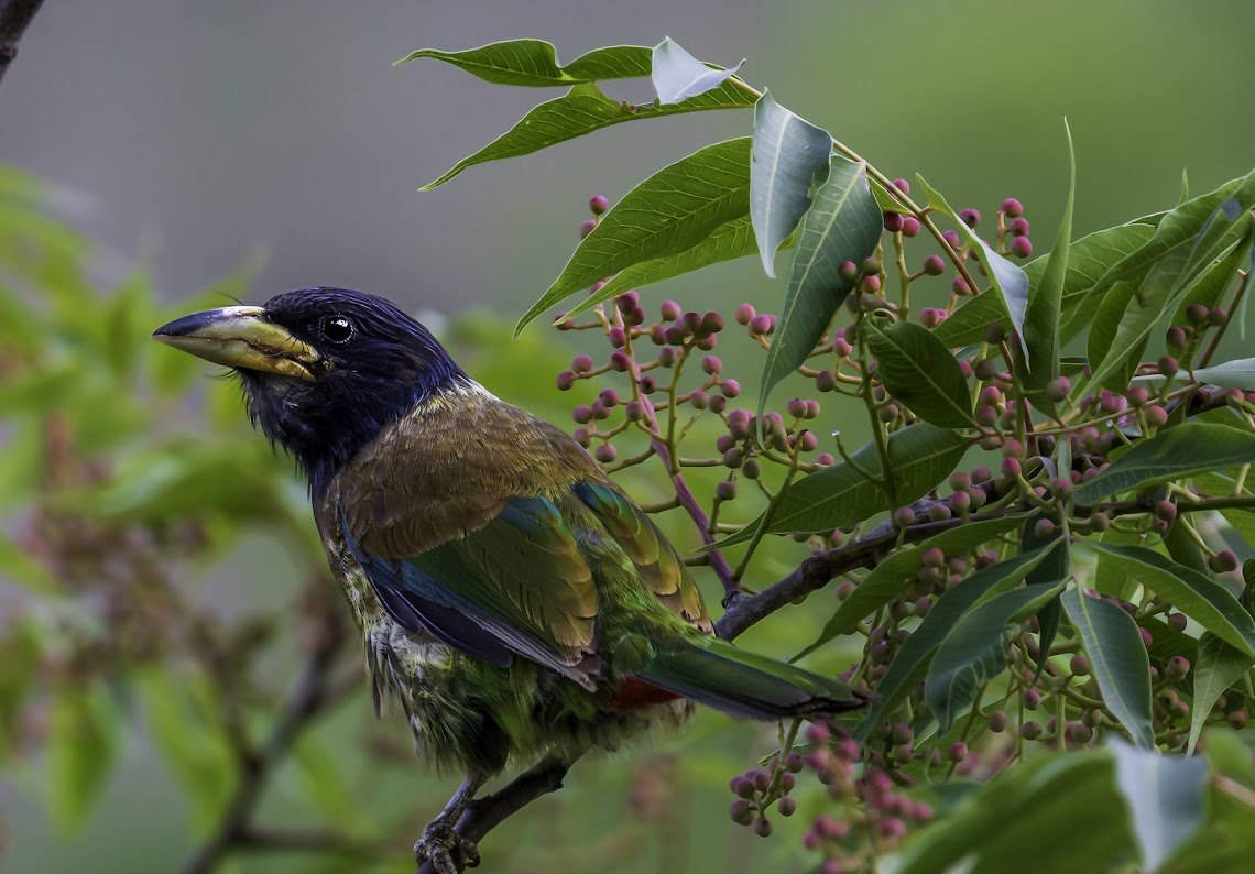 Great Barbet spotted at The Glide Inn, Junga Shimla
