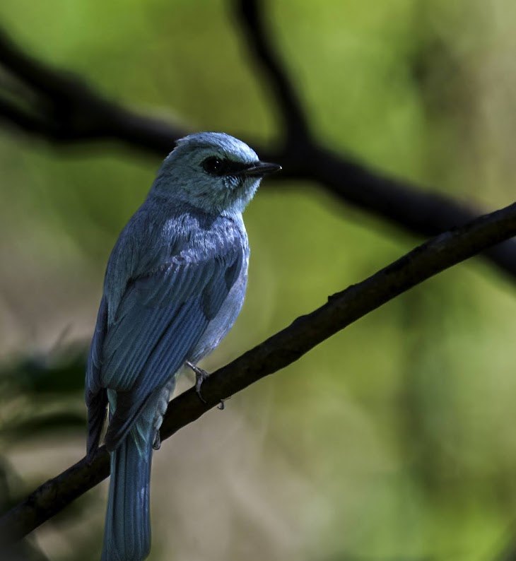 Black Bulbul spotted at The Glide Inn, Junga Shimla