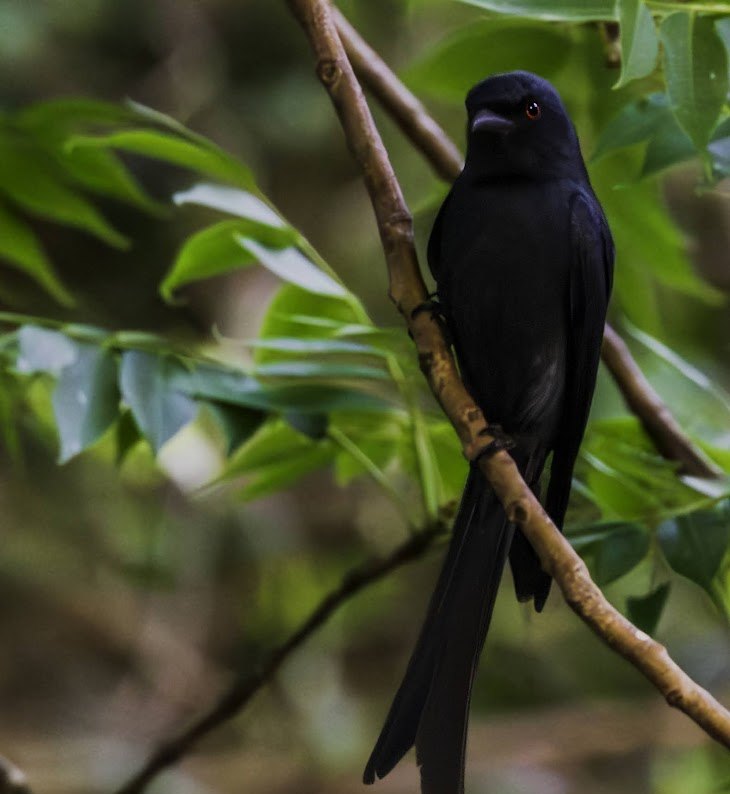 Black Drongo spotted at The Glide Inn, Junga Shimla