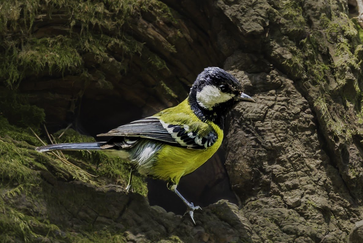 Green-backed Tit spotted at The Glide Inn, Junga Shimla